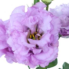 Eustoma Purple