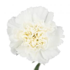 Carnation White