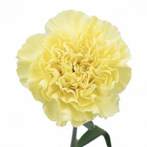 Carnation Yellow