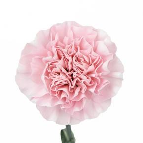 Carnation CherryBlossomPink