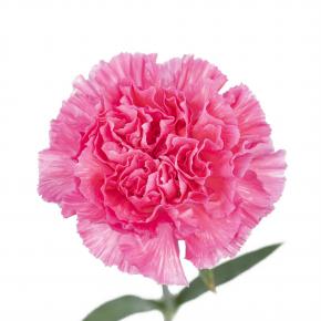 Carnation Pink