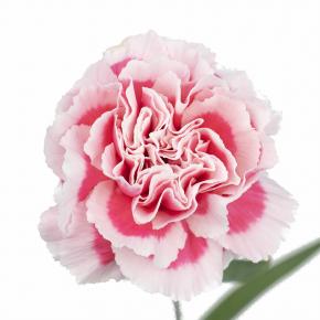 Carnation SmileyFace