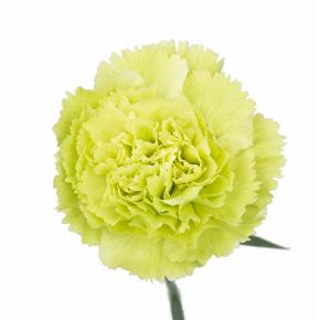 Carnation Green