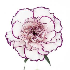 Carnation PurpleFairy