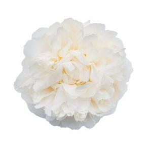 Peony Bowl of Cream