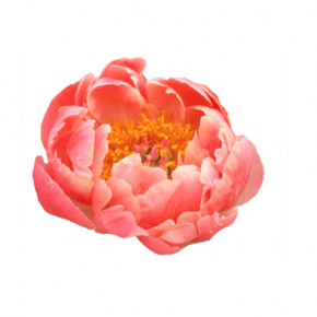 Peony Coral Charm