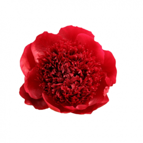 Peony Red Charm