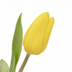 Tulip Yellow