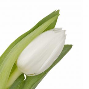 Tulip White