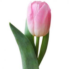 Tulip Pink