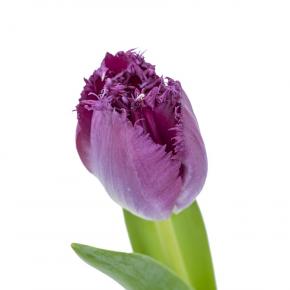 Tulip Fr Purple