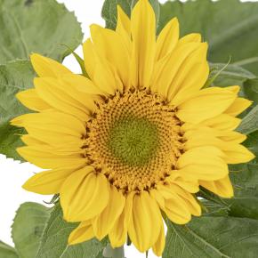 Helianthus Green