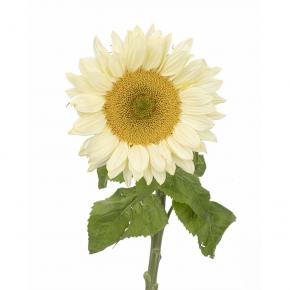 Helianthus White