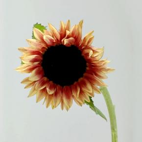 Helianthus Painting