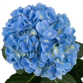 Hydrangea Blue