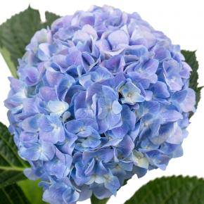 Hydrangea BluePurple