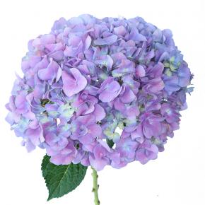 Hydrangea PinkPurple