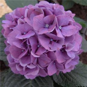 Hydrangea Purple