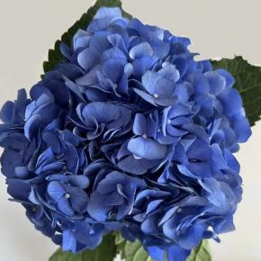 Hydrangea Dark Blue